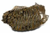 Fossil Woolly Mammoth Lower M Molar - Poland #337188-3